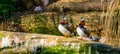 Two male mandarin ducks standing on the water side together, tropical birds from Asia