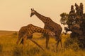 Two male masai giraffes fighting