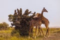 Two male masai giraffes fighting Royalty Free Stock Photo