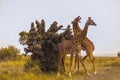 Two male masai giraffes fighting