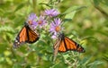 Two male monarchs feeding at close quarters Royalty Free Stock Photo