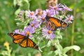 Two male monarchs on New England asters in flower