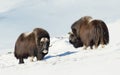 Two male Musk Oxen standing in snowy mountains Royalty Free Stock Photo