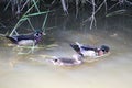 Two male and one female wood duck swimming in a muddy stream Royalty Free Stock Photo