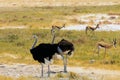 Two Male BlackOstriches in Etosha with springbok in the background