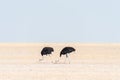 Two male ostriches, Struthio camelus, on Fischers Pan