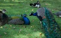 Two male peacocks on green grass