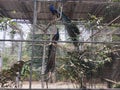 two male peacocks showing off the beauty of their feathers Indonesian, Palembang 2023, 04 December