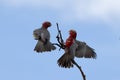 Pink & Grey Galah`s