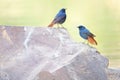 Plumbeous Water Redstart