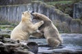 Two male polar bears fight and bite. Polar bears close up . Alaska, polar bear. Big white bears in the spring in the forest . Pola Royalty Free Stock Photo