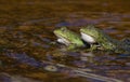 Two male green frogs Royalty Free Stock Photo