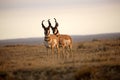 Two male Pronghorn Antelopes Royalty Free Stock Photo