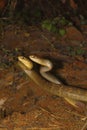 Two male rat snakes, Ptyas mucosa in a combat