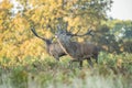 Two male red deer belling during autumn season in Richmond park