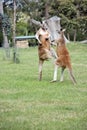 the red kangaroos are using their tail to balance while kicking each other Royalty Free Stock Photo