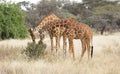 Two male reticulated giraffes, Giraffa camelopardalis reticulata, eating leaves from shrub in savannah landscape Royalty Free Stock Photo