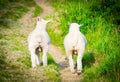 Two male sheep friends walking together with testicles visible Royalty Free Stock Photo