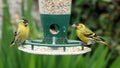Two male siskins on a bird feeder