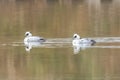 Two male Smews in a winter pond