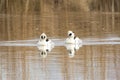 Two male Smews in a winter pond