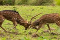 Two male spotted deers fighting with each other Royalty Free Stock Photo