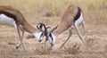 Two male Springbok fighting