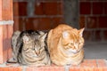 Two male striped cats gray and orange sitting on red brick wall