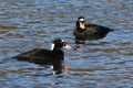 Two Male Surf Scoters