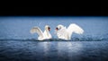 Two Male Swans Fighting On Blue Water