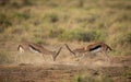 Two male Thompson Gazelle, fighting for dominance, Amboseli, Kenya