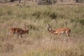 Two male Thomson's fighting