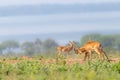 Two male Ugandan Kob Kobus kob thomasi fighting, Murchison Falls National Park, Uganda.