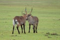 Two waterbucks fighting in the african savannah.