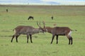 Two waterbucks fighting in the african savannah.