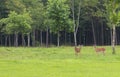 Two small whitetail deer bucks Royalty Free Stock Photo