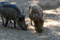 Wild boars looking for food in the ground