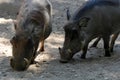 Wild boars looking for food in the ground