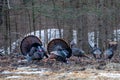 Two male wild eastern turkeys (Meleagris gallopavo) displaying and strutting in front of hens Royalty Free Stock Photo