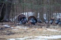 Two male wild eastern turkeys (Meleagris gallopavo) displaying and strutting in front of hens Royalty Free Stock Photo