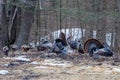 Two male wild eastern turkeys (Meleagris gallopavo) displaying and strutting in front of hens Royalty Free Stock Photo