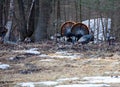 Two male wild eastern turkeys (Meleagris gallopavo) displaying and strutting in front of hens Royalty Free Stock Photo