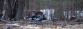 Two male wild eastern turkeys (Meleagris gallopavo) displaying and strutting in front of hens Royalty Free Stock Photo