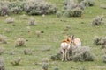 Two Male Wild Pronghorn Anetelope Nose-to-Nose