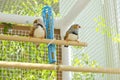 Two Male Zebra Finches in the Cage