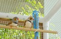 Two Male Zebra Finches in the Cage