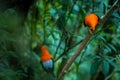 Two males of Andean Cock-of-the-rock Rupicola peruvianus lekking and dysplaying in front of females Royalty Free Stock Photo