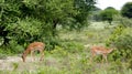 Two of males black-faced impala antelopes (Aepyceros melampus) grazing in the savannah at Tarangire National Park, Royalty Free Stock Photo