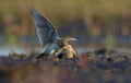 Two males of Eurasian skylark in cruel fight against each other in dirty soil