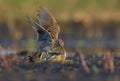 Two males of Eurasian skylark in ferocious fight against each other on the ground